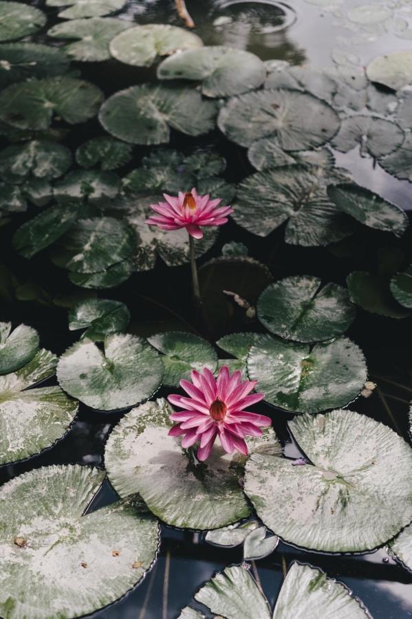 Monet Garden Coffee Farm Daire Chinan Dış mekan fotoğraf